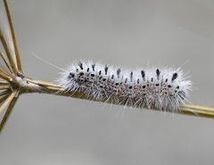 Lophocampa caryae