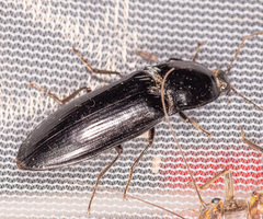 Melanactes