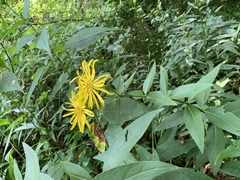 Silphium asteriscus trifoliatum