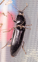 Melanactes