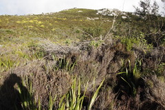 Seriphium cinereum