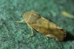 Cosmia affinis