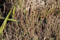 Seriphium cinereum