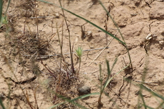 Eremopyrum orientale