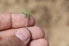 Eremopyrum orientale