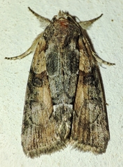Bryophilinae