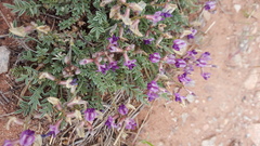 Astragalus desperatus