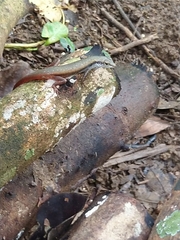 Sphenomorphus dussumieri