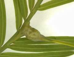 Taxodiomyia taxodii image
