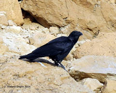 Corvus rhipidurus
