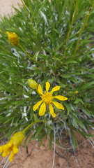 Stenotus armerioides