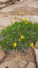 Stenotus armerioides