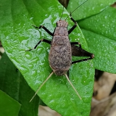 Lerneca