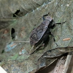 Lerneca