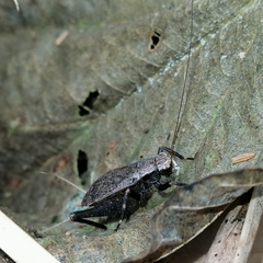 Lerneca