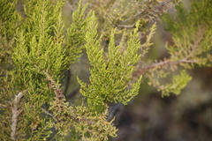 Erica hispidula