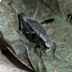 Lerneca