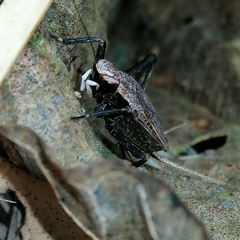 Lerneca