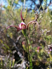 Disperis capensis