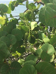 Coccoloba uvifera