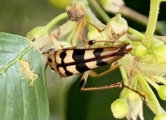 Strangalia luteicornis