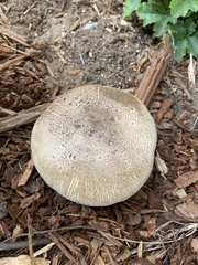 Agaricus