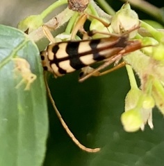 Strangalia luteicornis