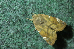 Cosmia affinis