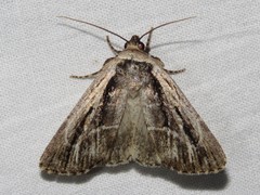 Sympistis badistriga