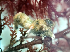 Spirontocaris prionota