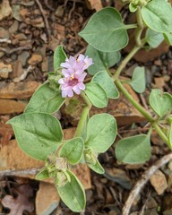 Mirabilis comata