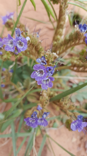harlequin phacelia (Phacelia howelliana)