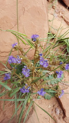 Phacelia howelliana