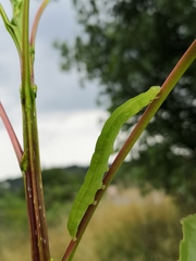 Scoliopteryx libatrix