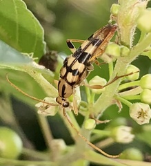 Strangalia luteicornis