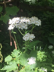 Achillea macrophylla