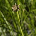 photo of American Three-square Bulrush (Schoenoplectus americanus)