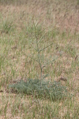 Prangos odontalgica