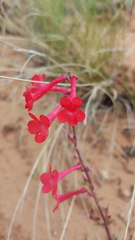 Penstemon utahensis