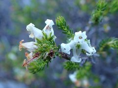 Erica denticulata