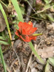 Castilleja litoralis
