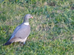 Columba palumbus