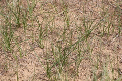 Carex stenophylla