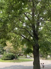 Tilia americana americana