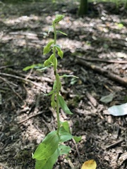 Epipactis phyllanthes