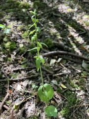 Epipactis phyllanthes