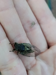 Cicadettini