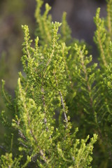 Erica hispidula