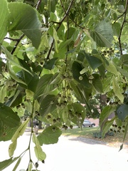 Tilia americana americana
