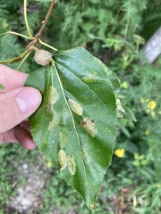Pemphigus populiglobuli